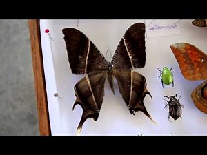 Insect Taxonomy - the future