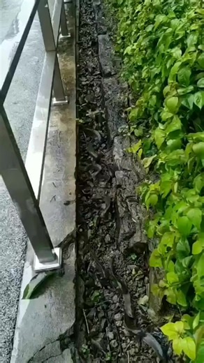 3.4K views · 41 reactions | #مخلوقات  سمكة Anabas testudineus...