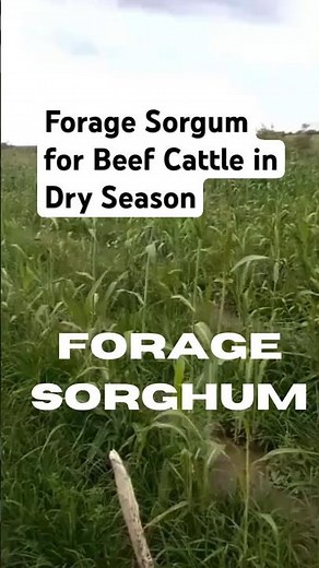Forage Sorghum #farming #africanfarming #africa #beeffarm