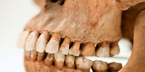 Archaeologists Studied 583 Ancient Teeth. They Change the Story of Human History.