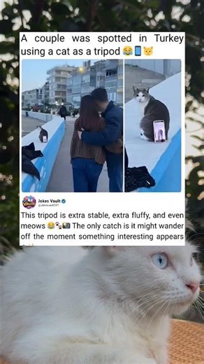 Cat Tripod Made This Photo Even Better