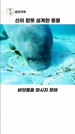 The Ocean’s Most Defenseless Animal