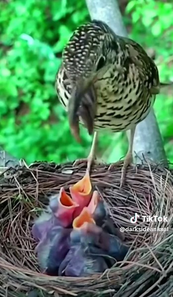 Mama pajaro alimentando a sus bebes / Mother bird feeding her babies #bird #birds #pajaro #pajaros #pajarito #baby #bebes #mum #mother #mama #madre #feeding #alimentando #cria #polluelos #food #comida #animal #animals #animales #darksideanimal
