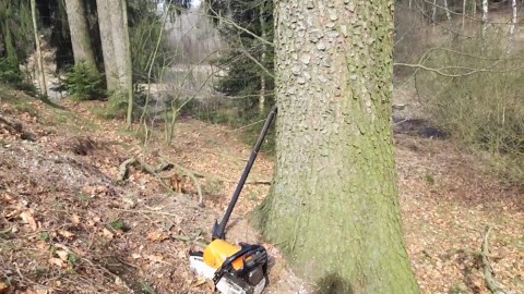 Felling Large Trees Using a 15-Ton Jack for Precision
