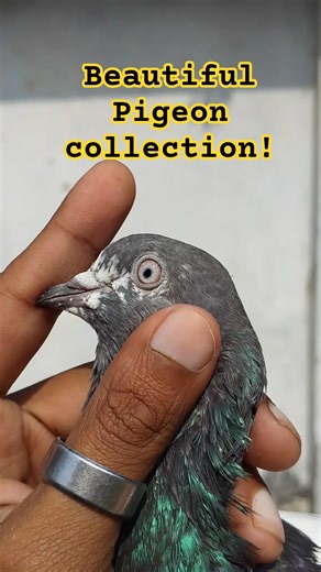 Beautiful Pigeon collection! #PigeonLover #FancyPigeon #কবুতর #PigeonCollection #BeautifulBirds
