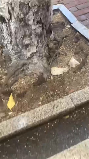 Tired of that wet dog smell? Deep clean odors where they start. K.O.E. gets it gone. | Stainny