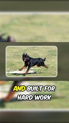 Why Germany Created the Perfect Guard Dog #rottweiler #history #dogs