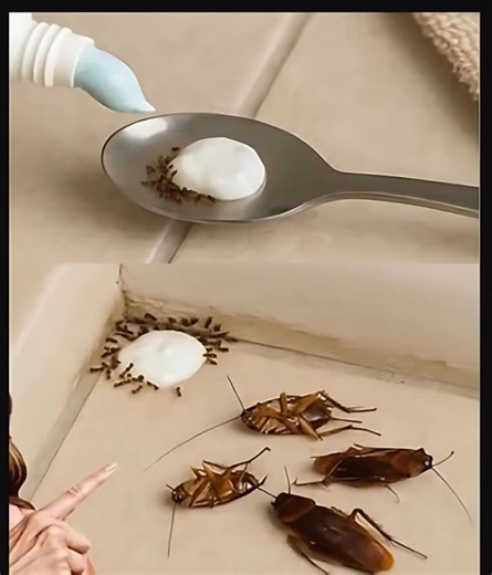 Say goodbye to pests! Just put this in your house and you’ll never see flies, mosquitoes, or cockroaches again. 🏡🦟 Full recipe... (check in the first comment👇) | Alien Vampires