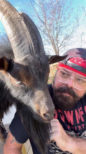 Deano Jones on Instagram: "Frank’s horns are a weapon of mass destruction. #feralfrank #crownfoxhabitat #goat #farmlife #childrensbook"