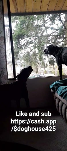 dogs howling like wolves when ambulance drives by