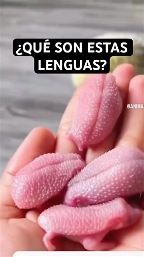 Did you know that newborn hedgehogs look like tongues?