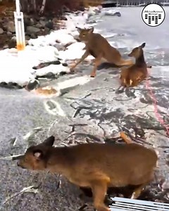 1.2M views · 724 reactions | Poor deer spent all their energy and needed help immediately!!! | Michael Andreas Häringer | Facebook