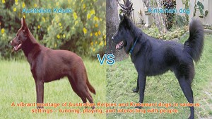 Australian Kelpie vs. Kintamani Dog: A Comparative Guide