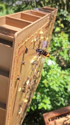 April 22nd and predation of a bee by a queen during a super inspection 🤬🤬🤬 #beekeeping