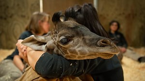 Baby giraffe Ubumwe dies at Columbus Zoo