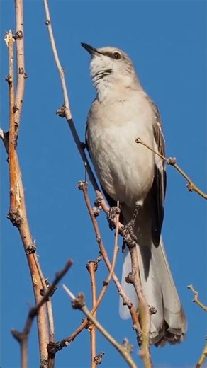 Hear the Northern Mockingbird's unique calls!