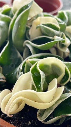 Repotting a Hoya Compacta from Colasanti’s | Perfect Hanging Plant