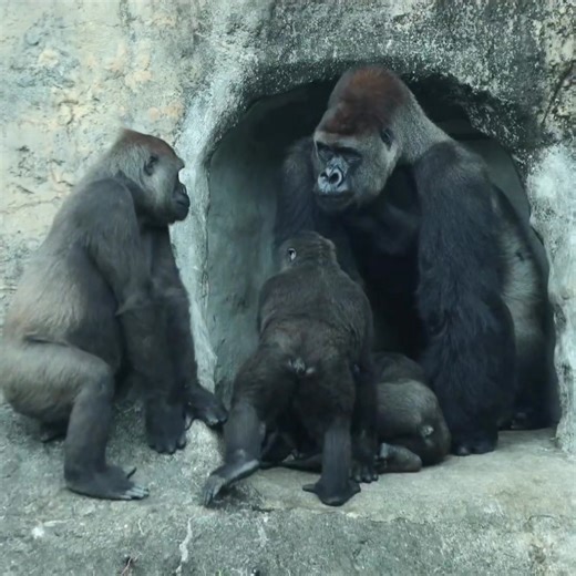 Sweet gorilla family, both son Jabali & Ringo really disturb daddy and mom in cave #gorillas #animals | Josiah Knight