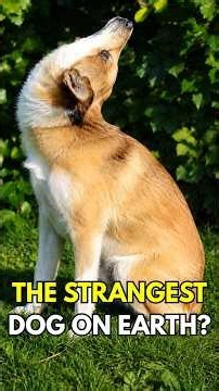 Is This the Strangest Dog Breed in the World?