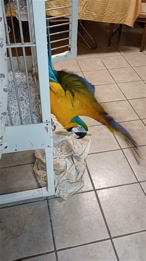 Blue and Gold macaw flaps wings upside down.
