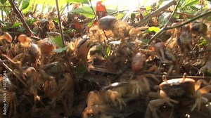 Fiddler crabs