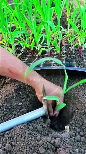 Precision Corn Transplanting: The Art of the Perfect Start! 🌽⛏️ #farmoratv #nature #asmr