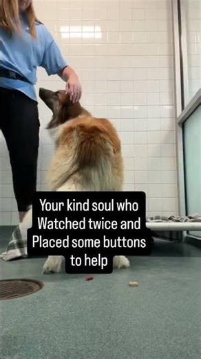 They still get excited at feeding time.Tails wagging.Eyes bright.#usa #canada #reels #london #uk