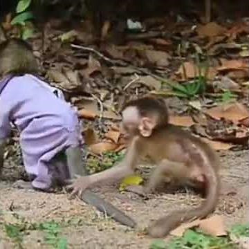 little monkey mistreated by Baby monkey and abused