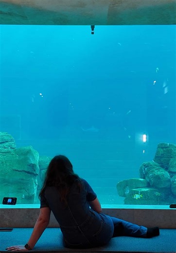 L’une des meilleures expériences que j’ai pu vivre à @Pairi Daiza 🤍 Dormir dans la Shark Cove au Pairi Daiza Resort 🦈✨ Une expérience totalement immersive, où on en prend plein les yeux à chaque instant… C’était tout simplement incroyable 🌊 #pairidaiza #pairidaizaresort #animal #zoo #parcanimalier
