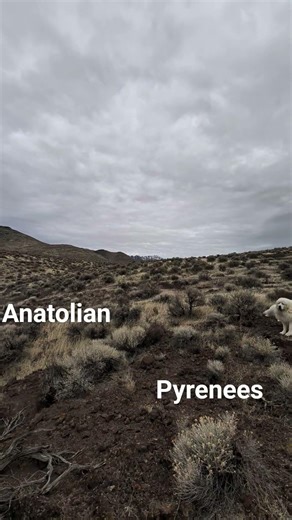 Anatolian vs Pyrenees work styles. #greatpyrenees #anatolianshepherd #livestockguardiandog #dogs