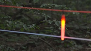 Synchronized Fireflies Light Up Congaree National Park