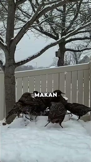 Burung Kota Ini Sering Terjebak di Drainase #youtubeshorts #shorts #kicaumania