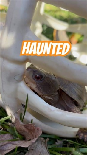 From Box Turtle to Haunted Skeleton Turtle 👻🐢 #SpookySeason