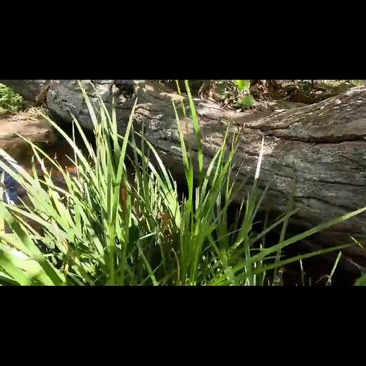 Richard and the crew are out in Daylesford this week giving a full clean to a recreational pond and stream build we completed 6 years ago. Still looking as stunning as ever! If your pond needs maintenance, or you’re dreaming of having one of these magnificent water landscapes in your own backyard, get in touch with us today. #BellsWaterGardens #PondMaintenance #RecreationPond #PondClean #WaterGarden #BackyardOasis #OutdoorLiving #PondLife #GardenDesign #PondBuilders #AussieGardens #NaturalPond #