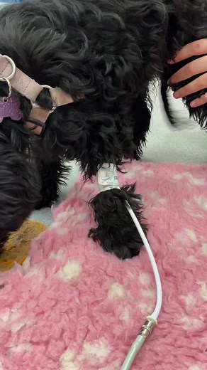 Dog's Blood Pressure Measurement | Veterinary Tips