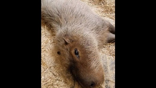 The Saint Louis Zoo recently welcomed Copper, a female capybara, to her new home in River’s Edge. Before being moved to her new habitat, Copper received an exam by Veterinary Resident Dr. Laura Kleinschmidt. New animals to the Zoo spend around 30 days in the quarantine wing of the Veterinary Hospital as part of a risk assessment that ensures their health and welfare. Dr. Kleinschmidt performed an exam under anesthesia, including drawing blood for testing and giving her subcutaneous fluids to hel