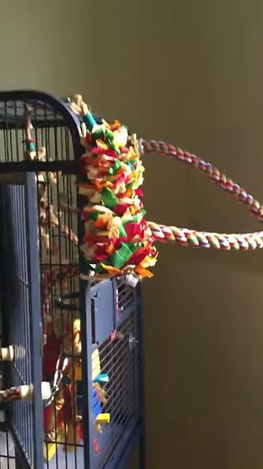 Conure cage setup