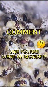 60K views · 505 reactions | Comment naissent les fourmis ? 樂 | #animaux #insectes #fourmis #animauxdecompagnie | Gigafourmis | Facebook