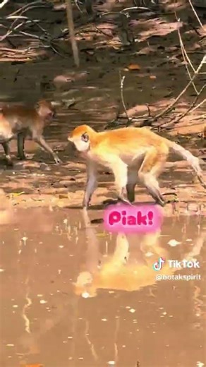 Pulau Ubin : NParks in action