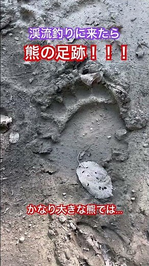 北海道！渓流釣り！熊の足跡あったので帰ります…😩
