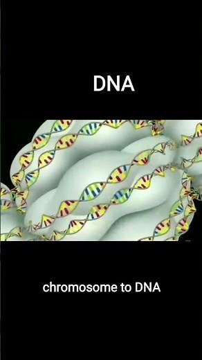 Arrangement of DNA in chromosome ||(3D animation)|| #chromosome #dna #shorts