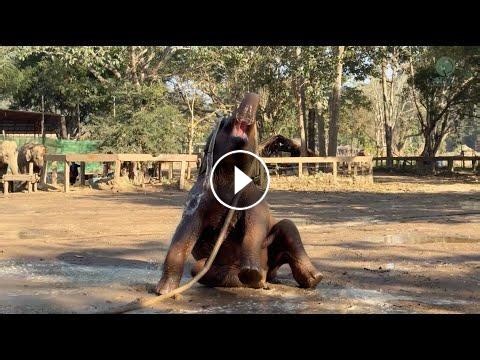 Baby Elephant vs. the Hose Pipe - ElephantNews