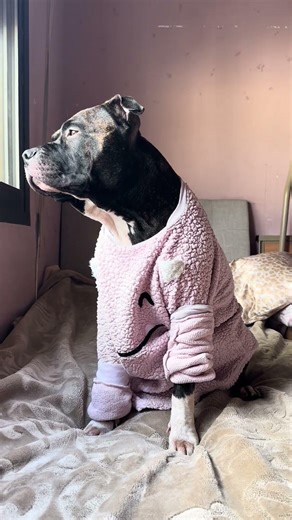 Funny cute and beautiful dog videos #pitbull