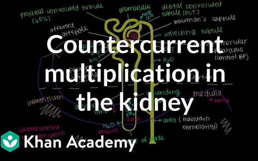 肾单位的结构及功能