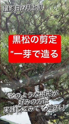 黒松の剪定、一芽で造る棚の枝流れ#造園#庭師#剪定#黒松#松の剪定#庭木#職人#職人技