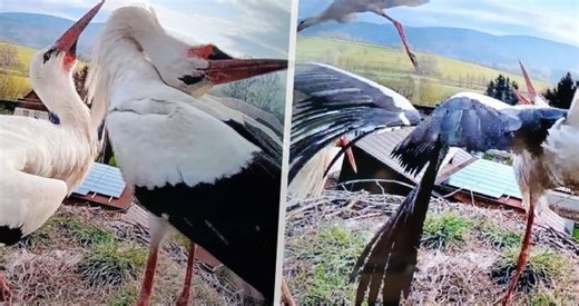 Bukáček je zpět! Čapí samec z Mladých Buků musel bojovat o hnízdo