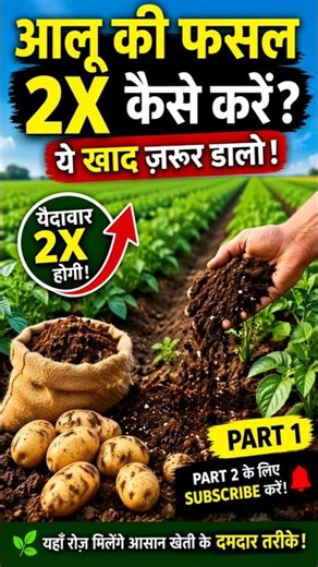 आलू की फसल 2X कैसे करें? 😲 ये खाद जरूर डालो | Potato Farming Tips #shorts #ai