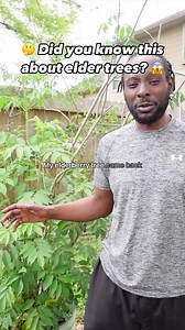 Did you know this about elder trees? 🤔😱 #eldertree #elderberry #elderflower | Garden Marcus