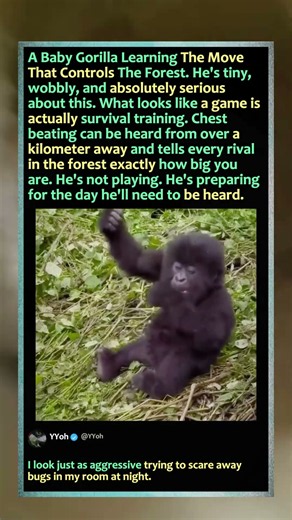 Baby Gorilla Practices His Fierce Chest Beat! 🦍 #Gorilla #Wildlife #Nature