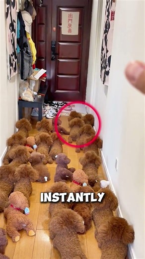 Where's Waldo With Puppy 😂🐶